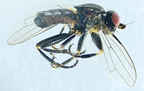 Lotophila atra